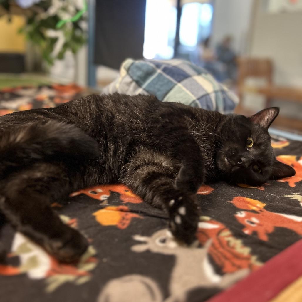 Bagheera - Strikingly striped sweetheart, a Adoptable Domestic Short Hair in Flagstaff, AZ image 3/6