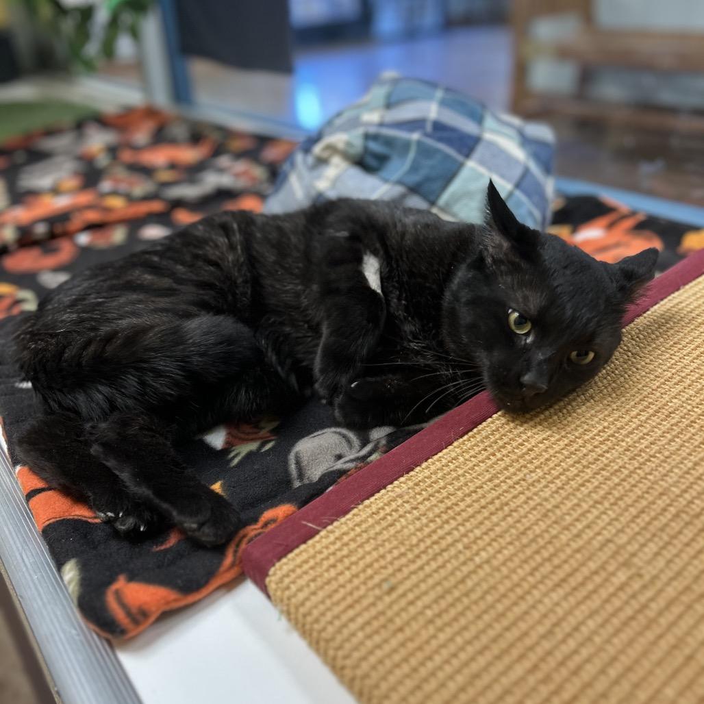 Bagheera - Strikingly striped sweetheart, a Adoptable Domestic Short Hair in Flagstaff, AZ image 4/6