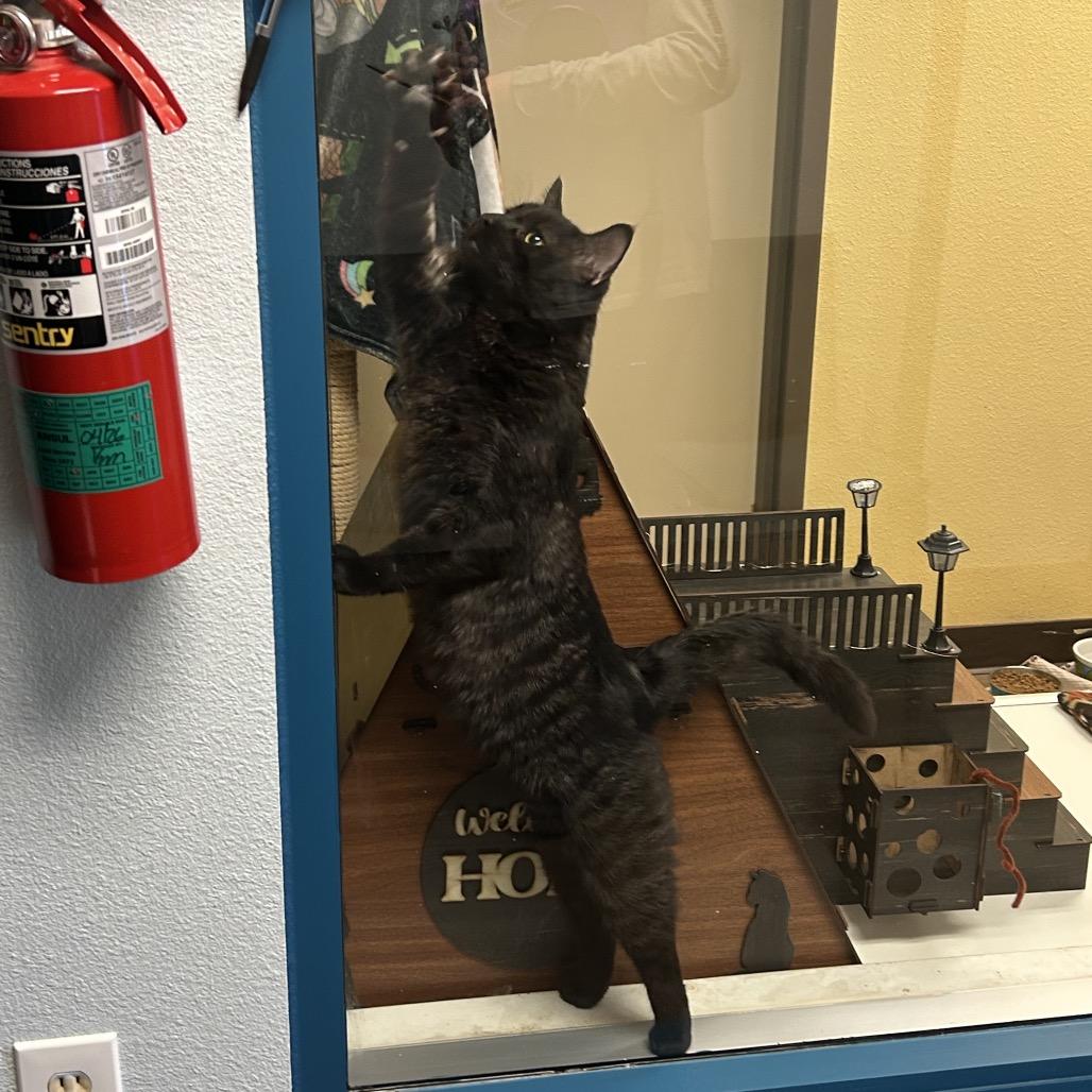 Bagheera - Strikingly striped sweetheart, a Adoptable Domestic Short Hair in Flagstaff, AZ image 5/6