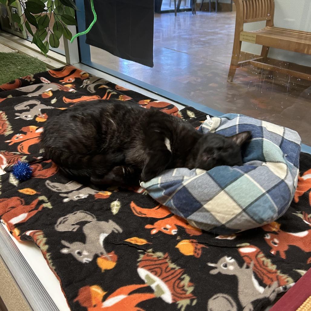 Bagheera - Strikingly striped sweetheart, a Adoptable Domestic Short Hair in Flagstaff, AZ image 6/6