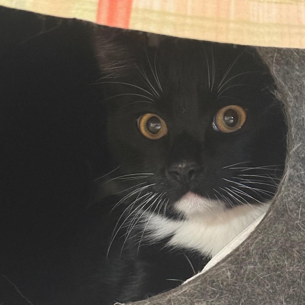 Enlarge Creepers w/ Jeepers, a Adoptable Domestic Short Hair in Flagstaff, AZ image 1/2
