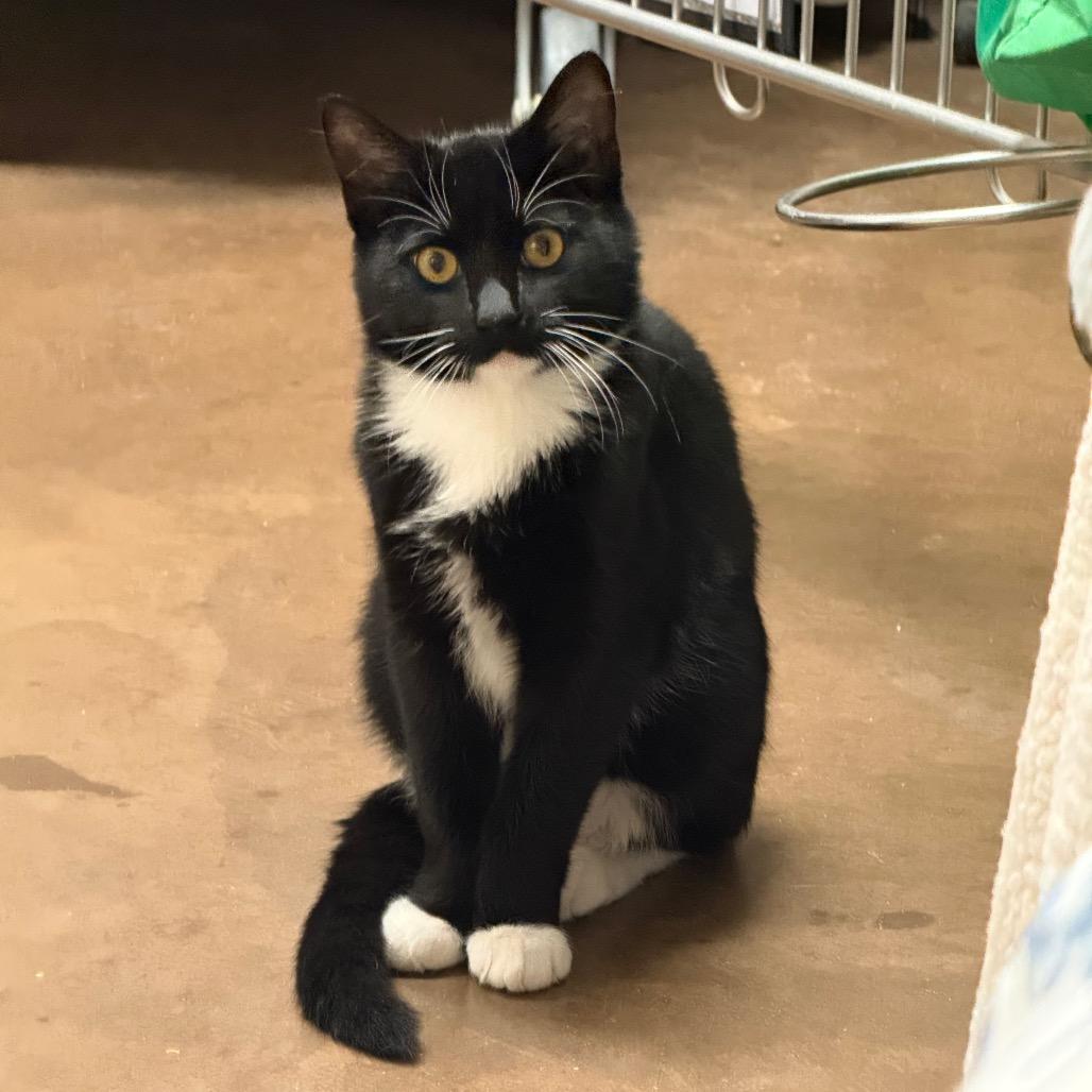 Enlarge Creepers w/ Jeepers, a Adoptable Domestic Short Hair in Flagstaff, AZ image 2/2