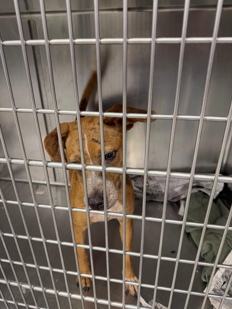 Enlarge Kiri, a Adoptable Hound in Findlay, OH image 1/2