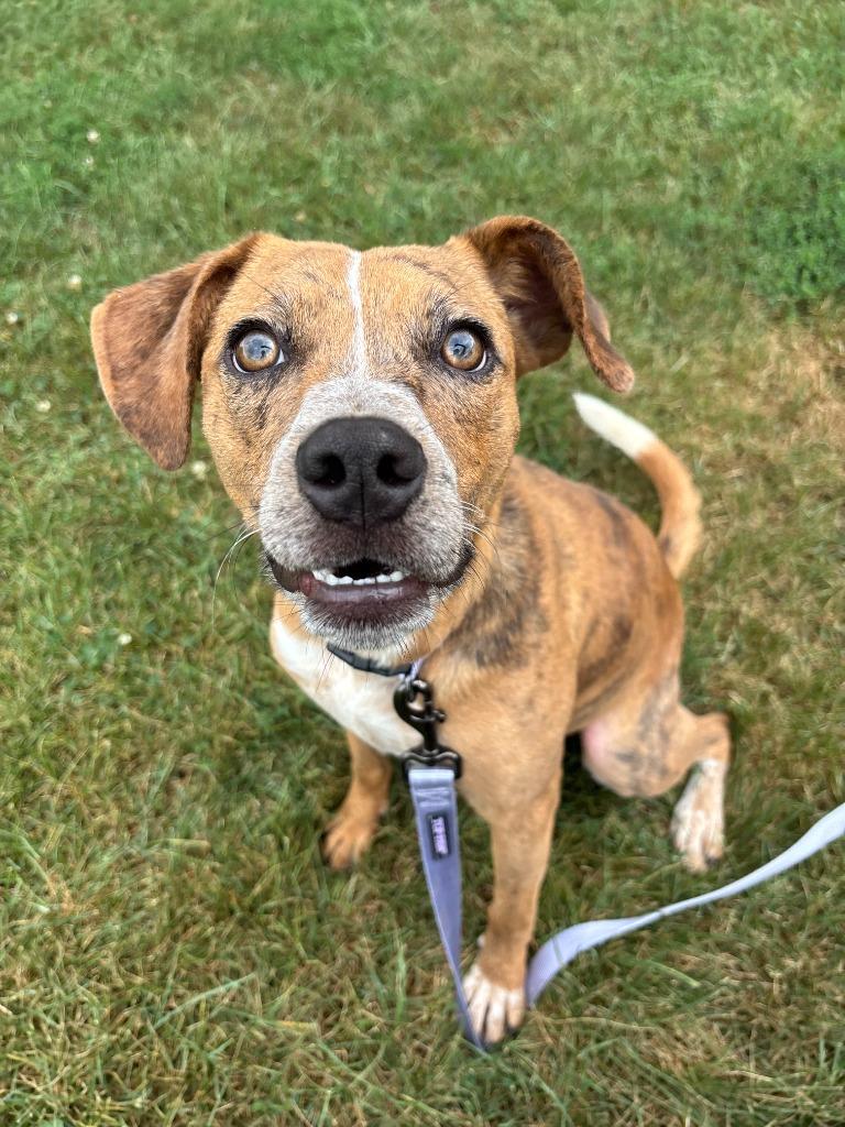 Kiri, Adoptable, Young Female Hound.