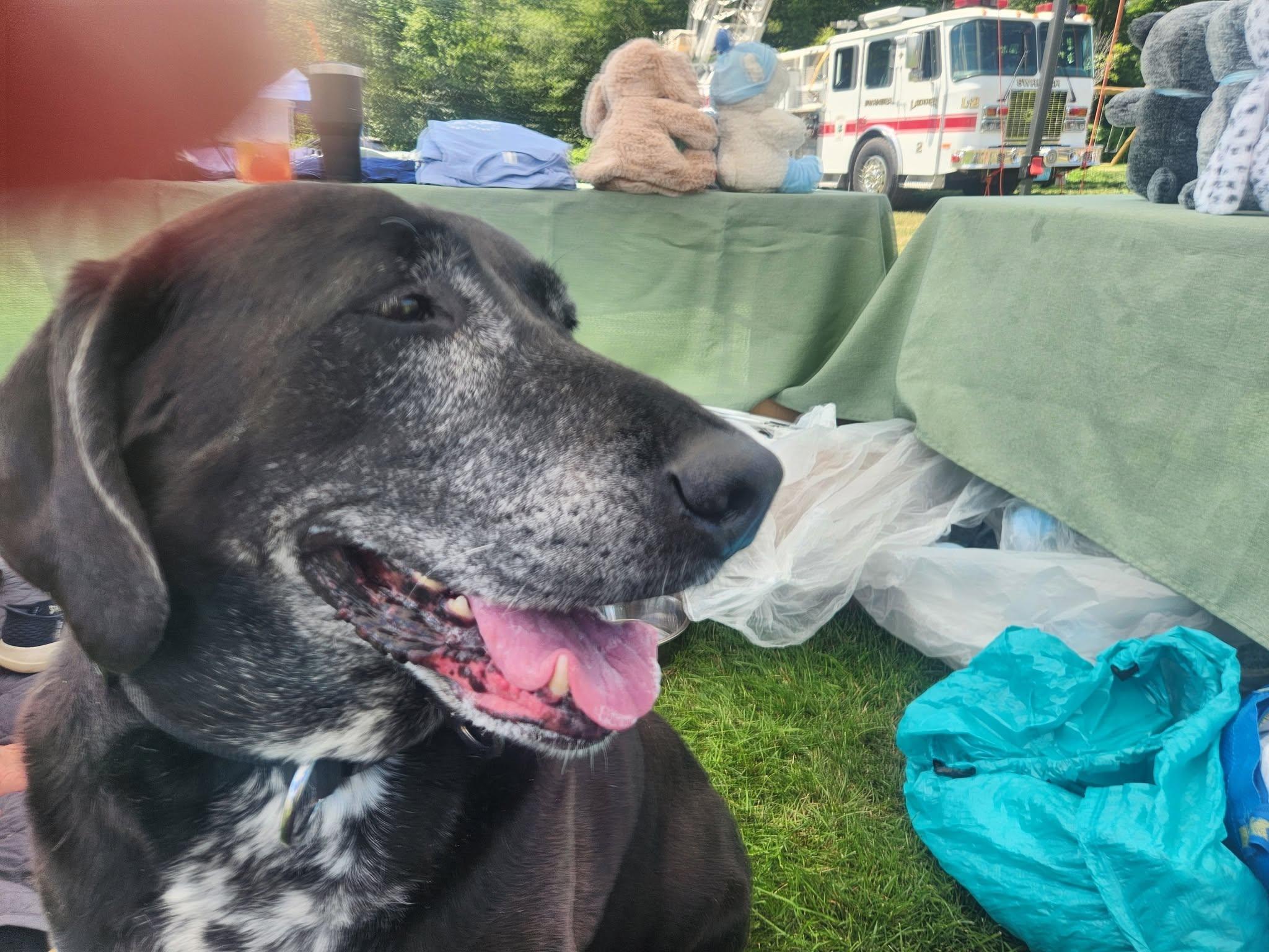 Enlarge Amelia, a ADOPTABLE mixed breed in Swansea, MA image 1/1