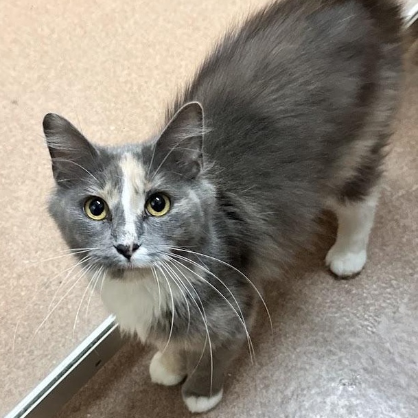 Enlarge Pip, a Adopted Domestic Medium Hair in Waterloo, IA image 3/3