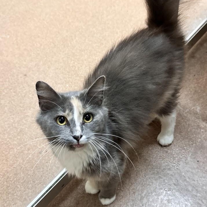 Enlarge Pip, a Adopted Domestic Medium Hair in Waterloo, IA image 2/3