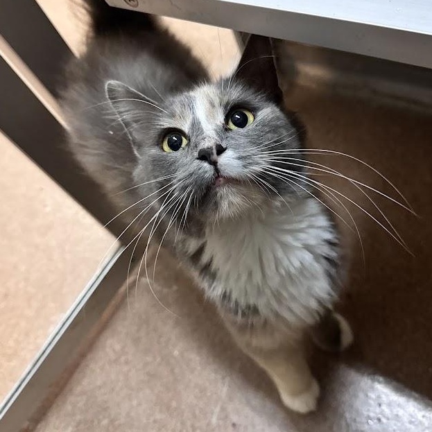Pip, Adopted, Adult Female Domestic Medium Hair.