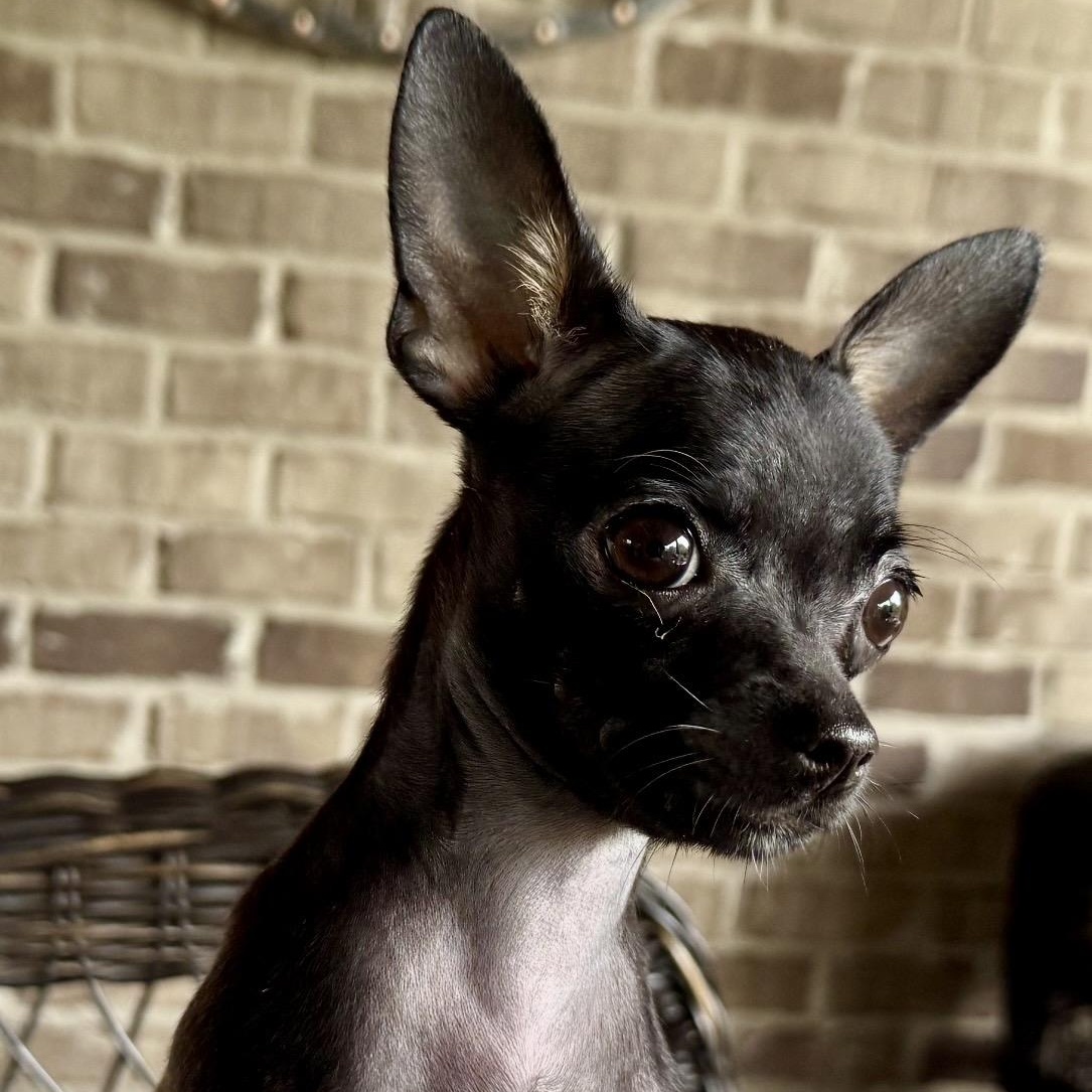 Winslie, adoptable, Puppy Female Chihuahua.