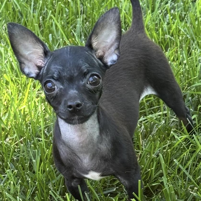 Enlarge Winslie, an adoptable Chihuahua in Thompson's Station, TN image 1/1
