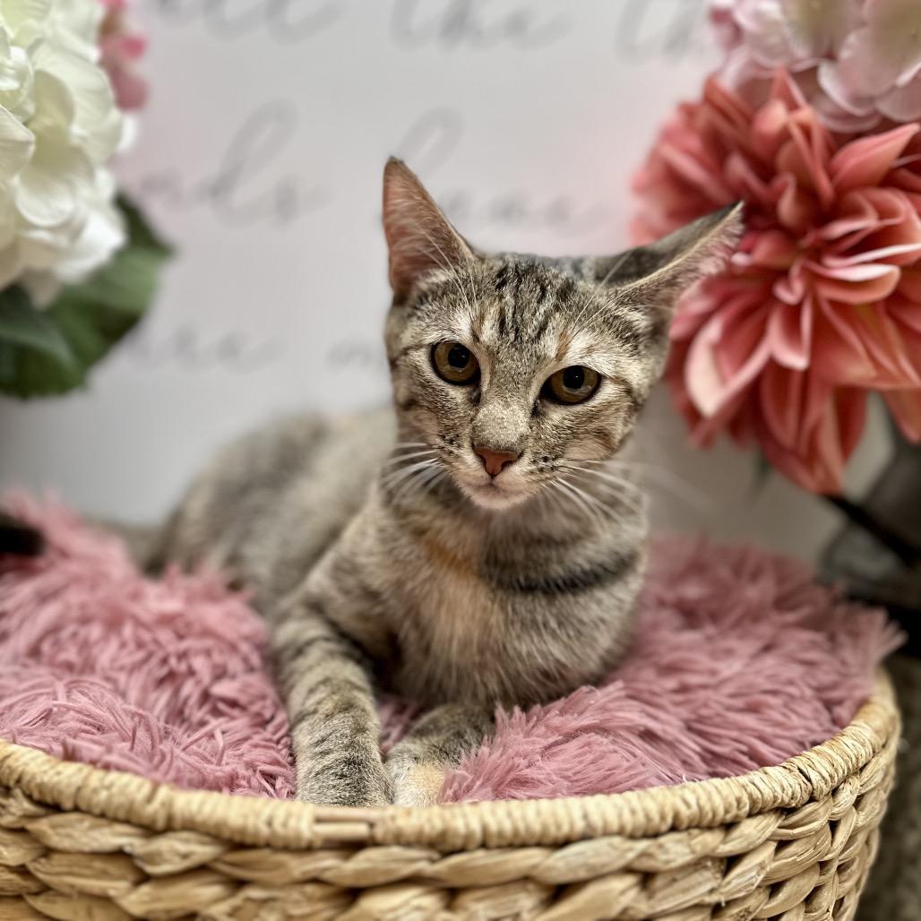 Mercedes, Adoptable, Young Female Domestic Short Hair.