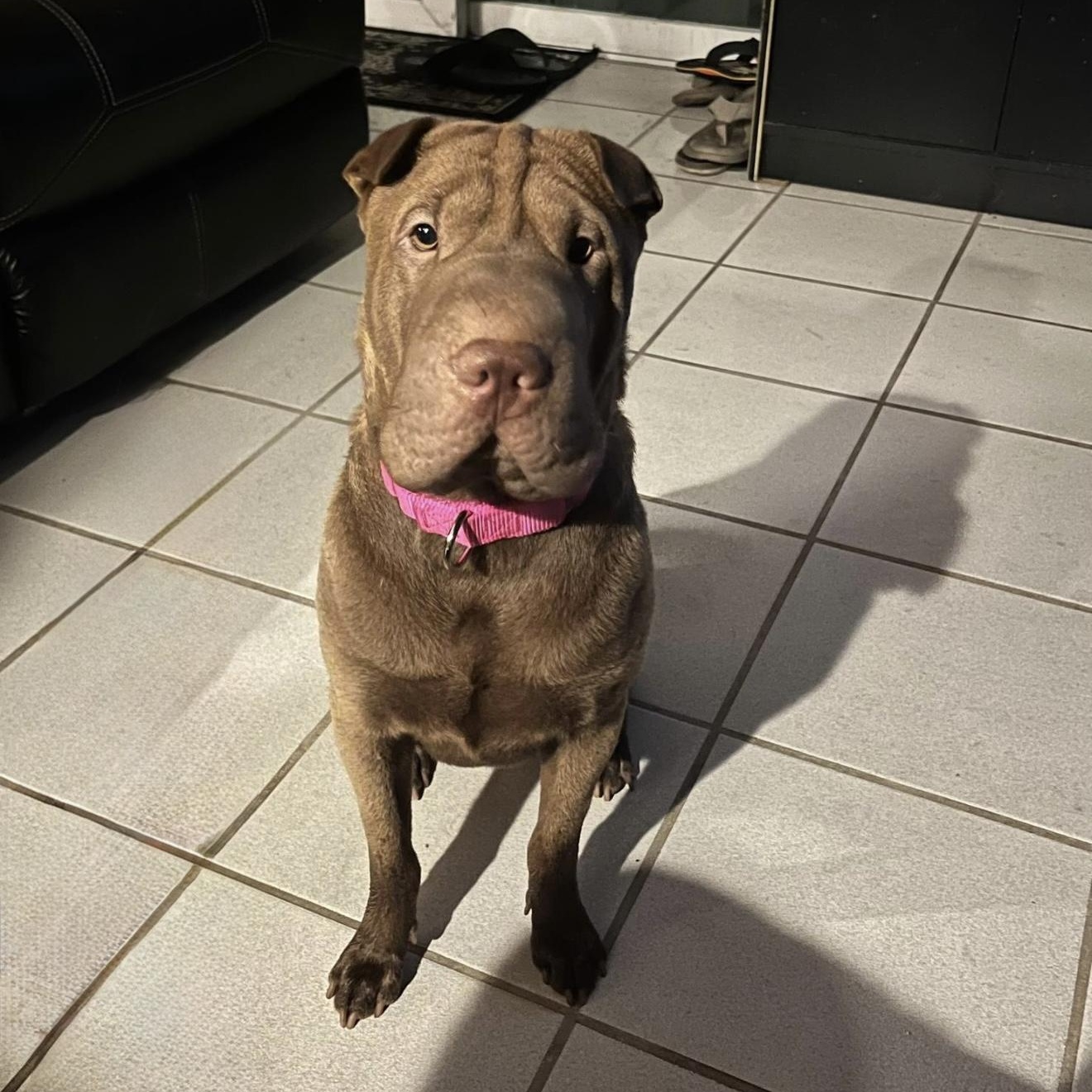 Enlarge BEAUTIFUL BELLA, a Adopted Shar-Pei in Fort Lauderdale , FL image 1/6