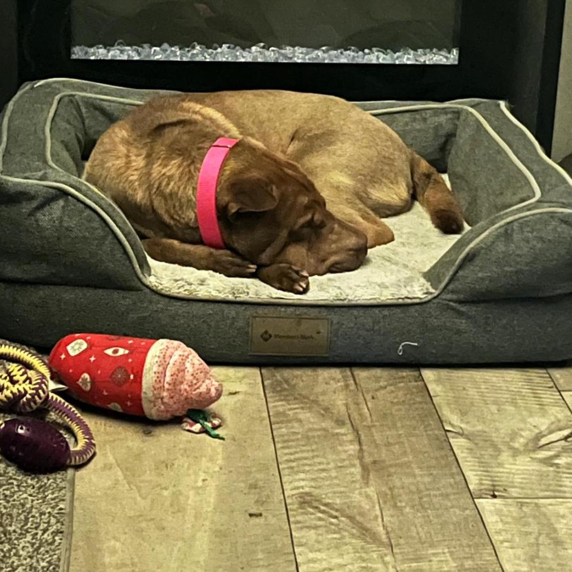 Enlarge BEAUTIFUL BELLA, a Adopted Shar-Pei in Fort Lauderdale , FL image 3/6