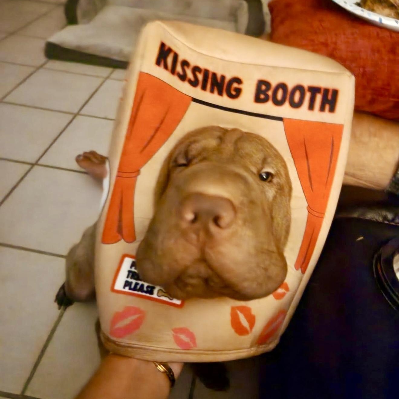 Enlarge BEAUTIFUL BELLA, a Adopted Shar-Pei in Fort Lauderdale , FL image 5/6