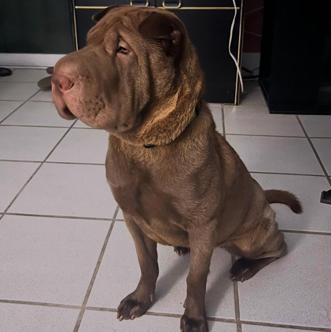 Enlarge BEAUTIFUL BELLA, a Adopted Shar-Pei in Fort Lauderdale , FL image 2/6