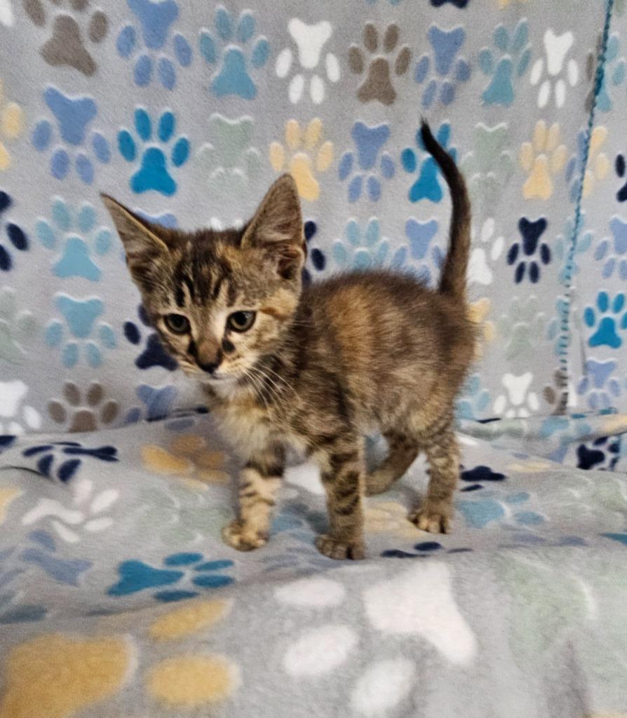 Savoy, Adoptable, Kitten Female Domestic Short Hair.