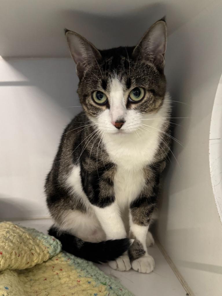 Bella Swan, Adoptable, Adult Female Domestic Short Hair.