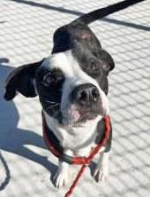 Enlarge REO, a ADOPTABLE Mixed Breed in Fernandina Beach, FL image 1/1