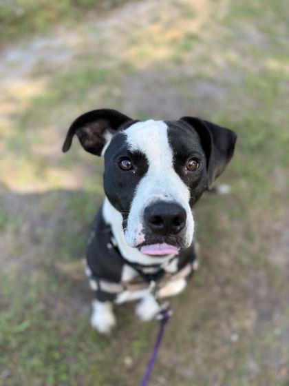 Enlarge REO, a ADOPTABLE Mixed Breed in Fernandina Beach, FL image 3/3