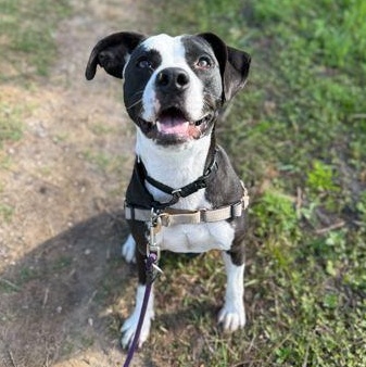 Enlarge REO, a ADOPTABLE Mixed Breed in Fernandina Beach, FL image 1/3