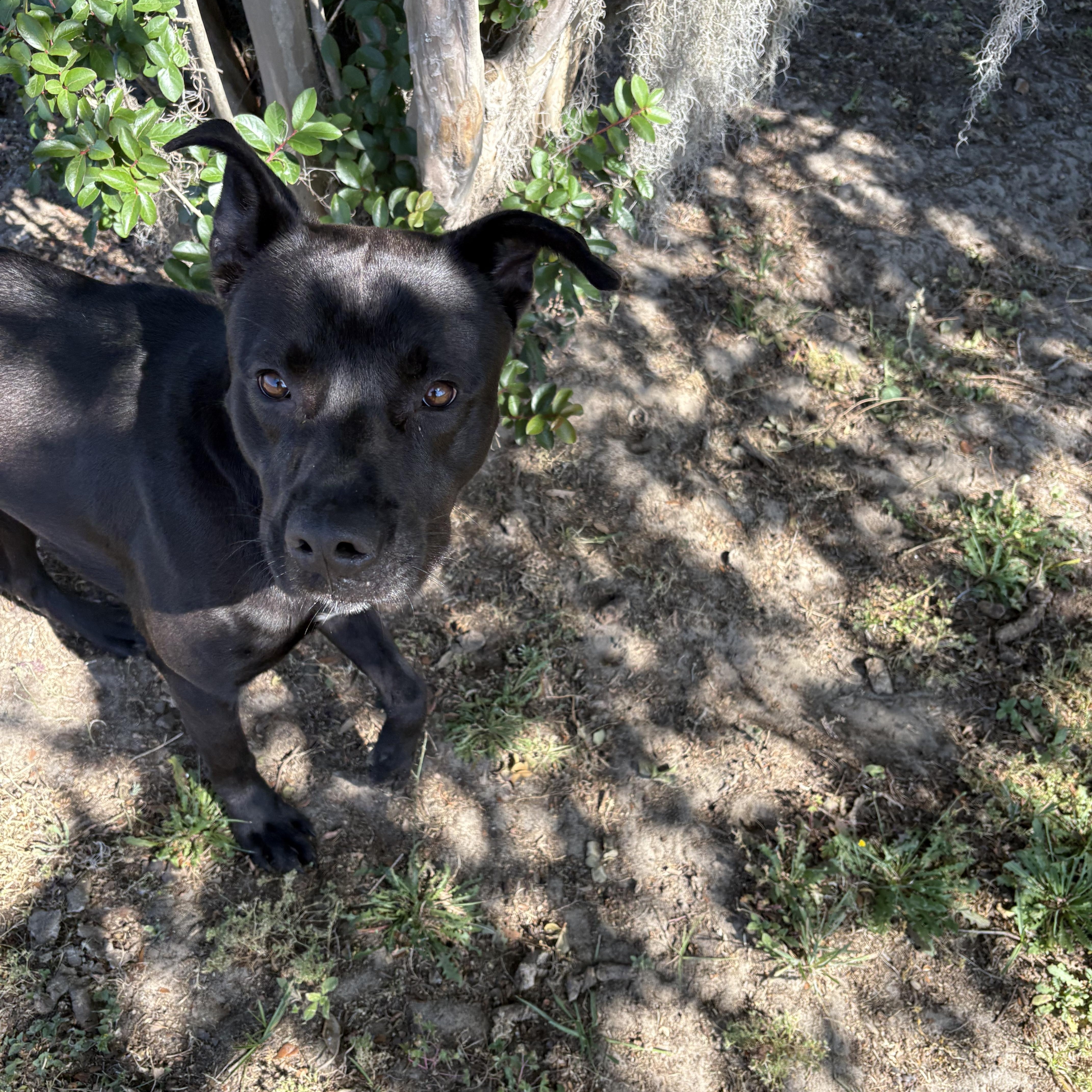 Enlarge Titus, a ADOPTABLE mixed breed in Valdosta, GA image 2/2