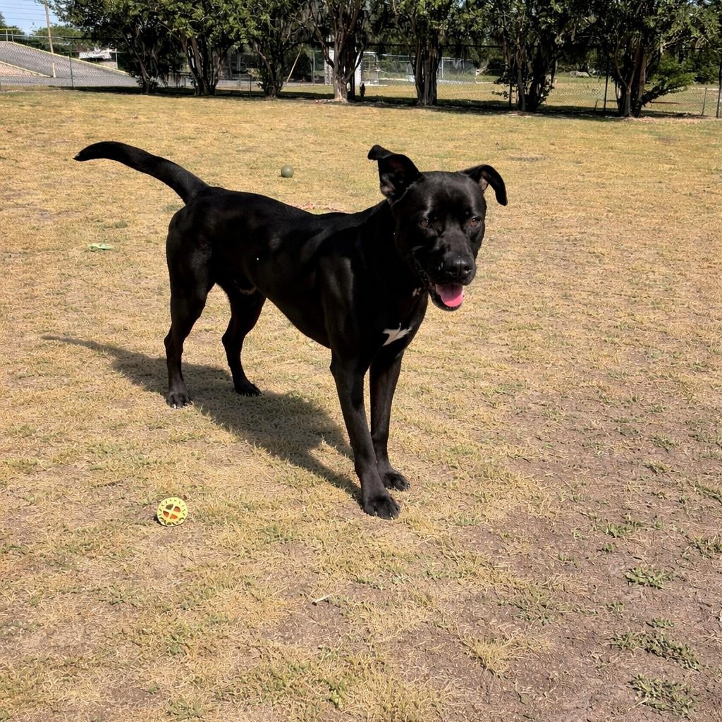Titus, ADOPTABLE, Young Male Labrador Retriever.