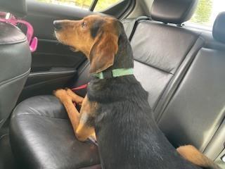 Range Rover, a Adoptable mixed breed in Evansville, IN image 1/6