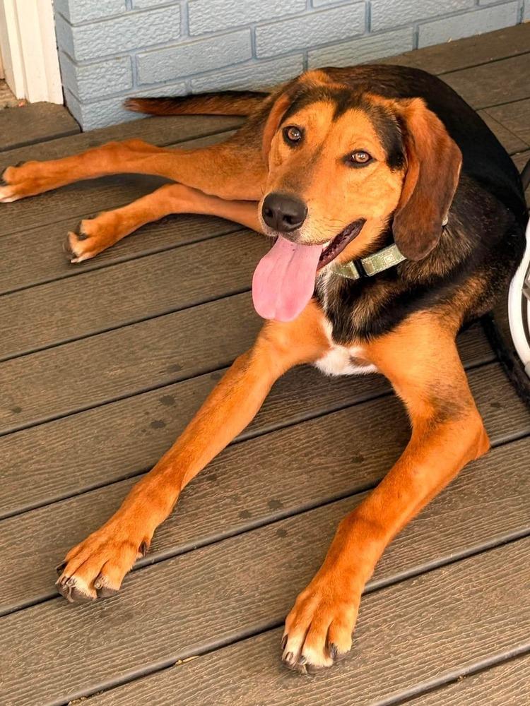 Range Rover, a Adoptable mixed breed in Evansville, IN image 2/6