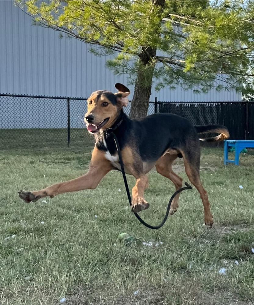 Range Rover, a Adoptable mixed breed in Evansville, IN image 3/6