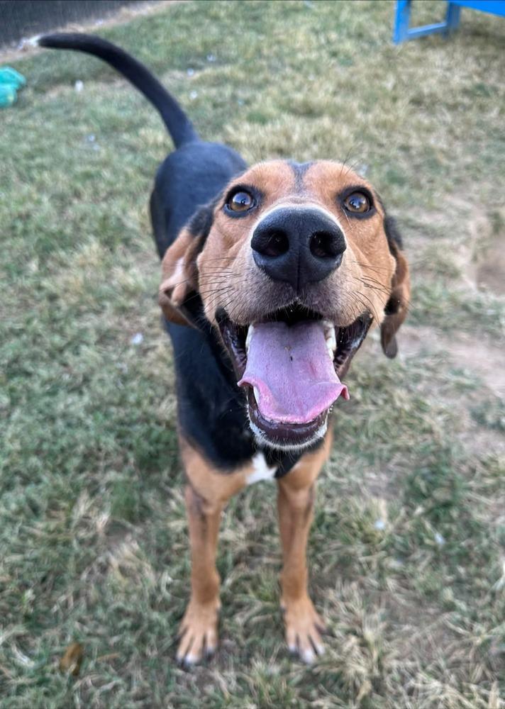 Range Rover, a Adoptable mixed breed in Evansville, IN image 5/6