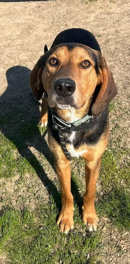 Range Rover, a Adoptable mixed breed in Evansville, IN image 6/6