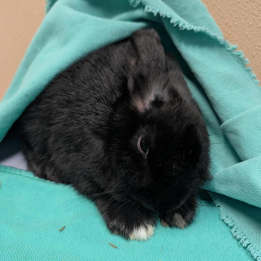 Enlarge Cupid, a Adoptable American in Tacoma, WA image 1/2