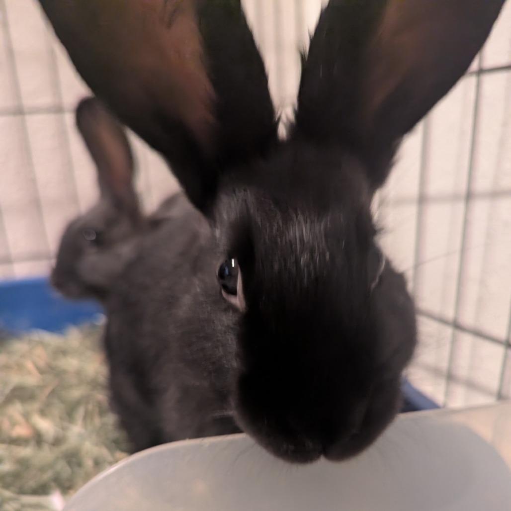 Enlarge Cupid, a Adoptable American in Tacoma, WA image 2/2