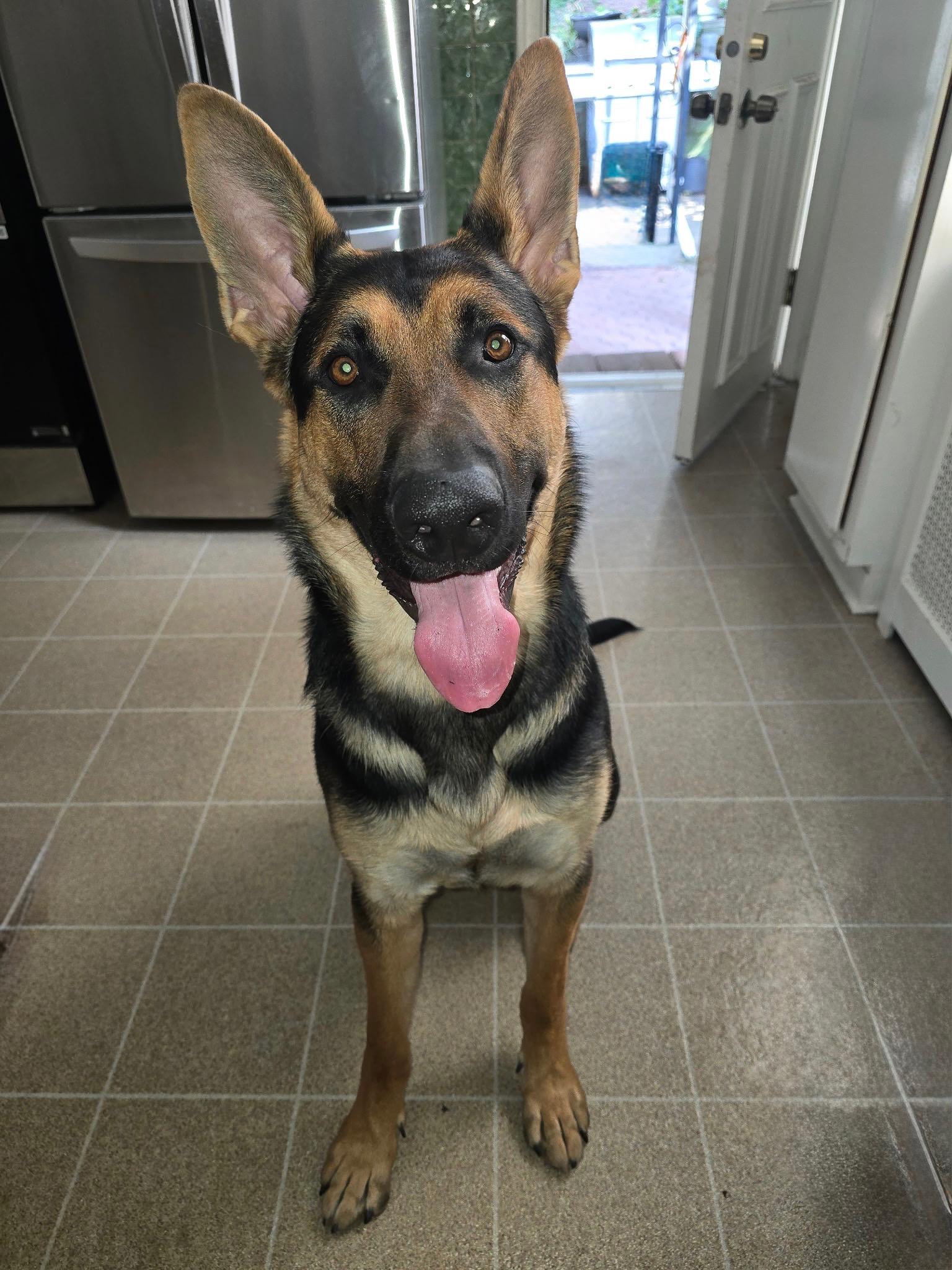 Bailey, ADOPTABLE, Young Male German Shepherd Dog.