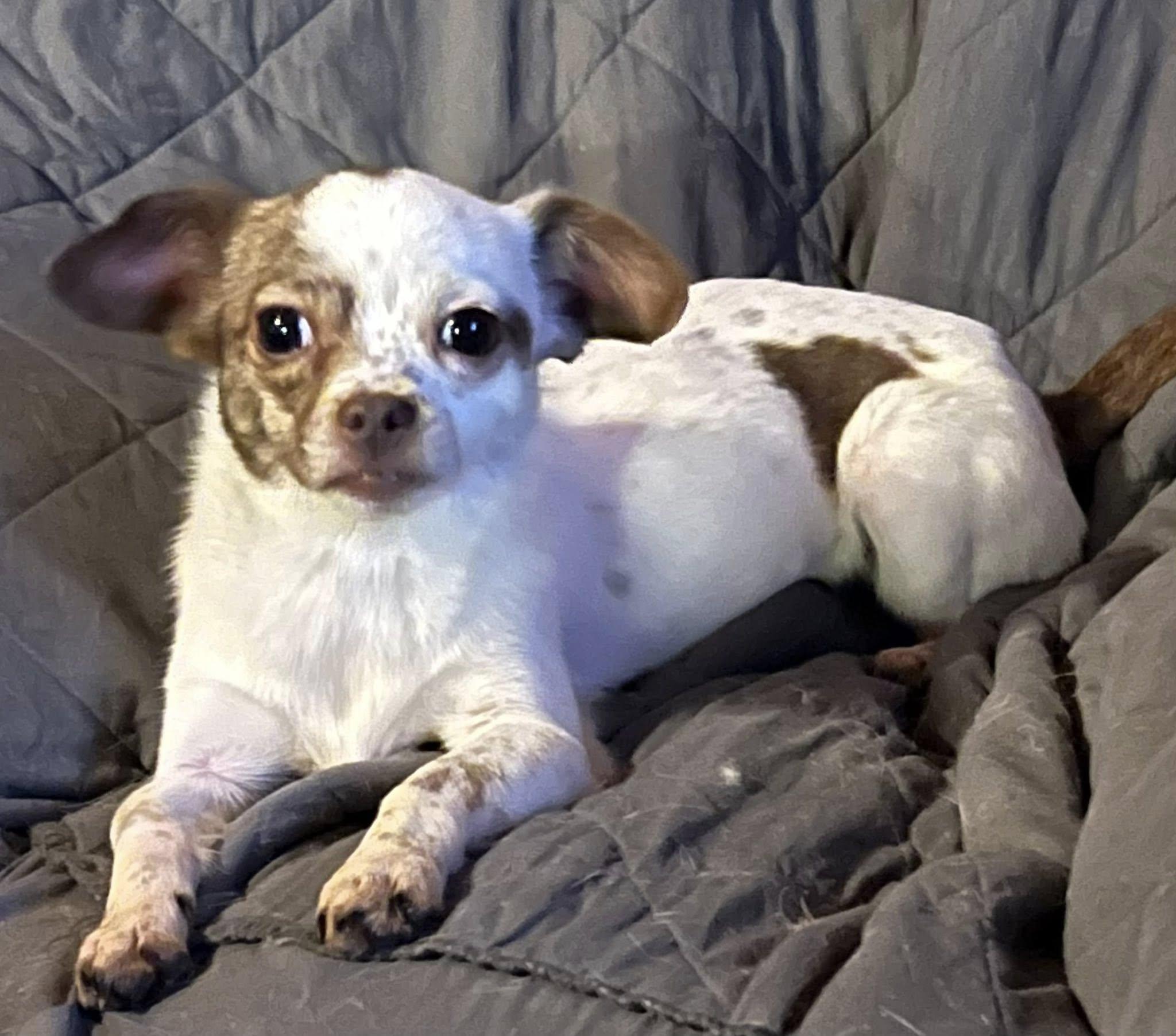 Roro, ADOPTABLE, Young Female Chihuahua.
