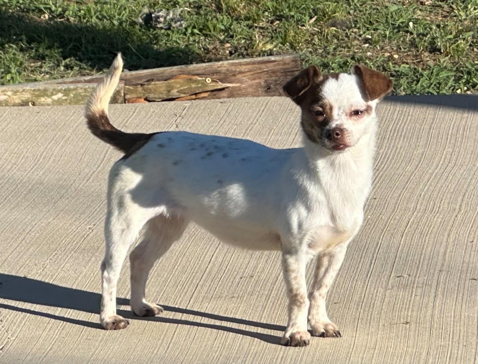 Enlarge Roro, a ADOPTABLE Chihuahua in Middletown, NJ image 2/2
