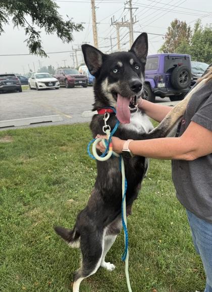 Enlarge Icee, an adopted mixed breed in Tinley Park, IL image 2/2