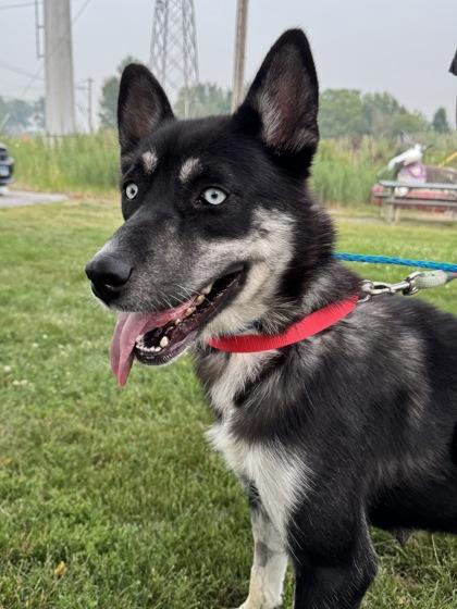 Icee, adopted, Adult Female Husky.