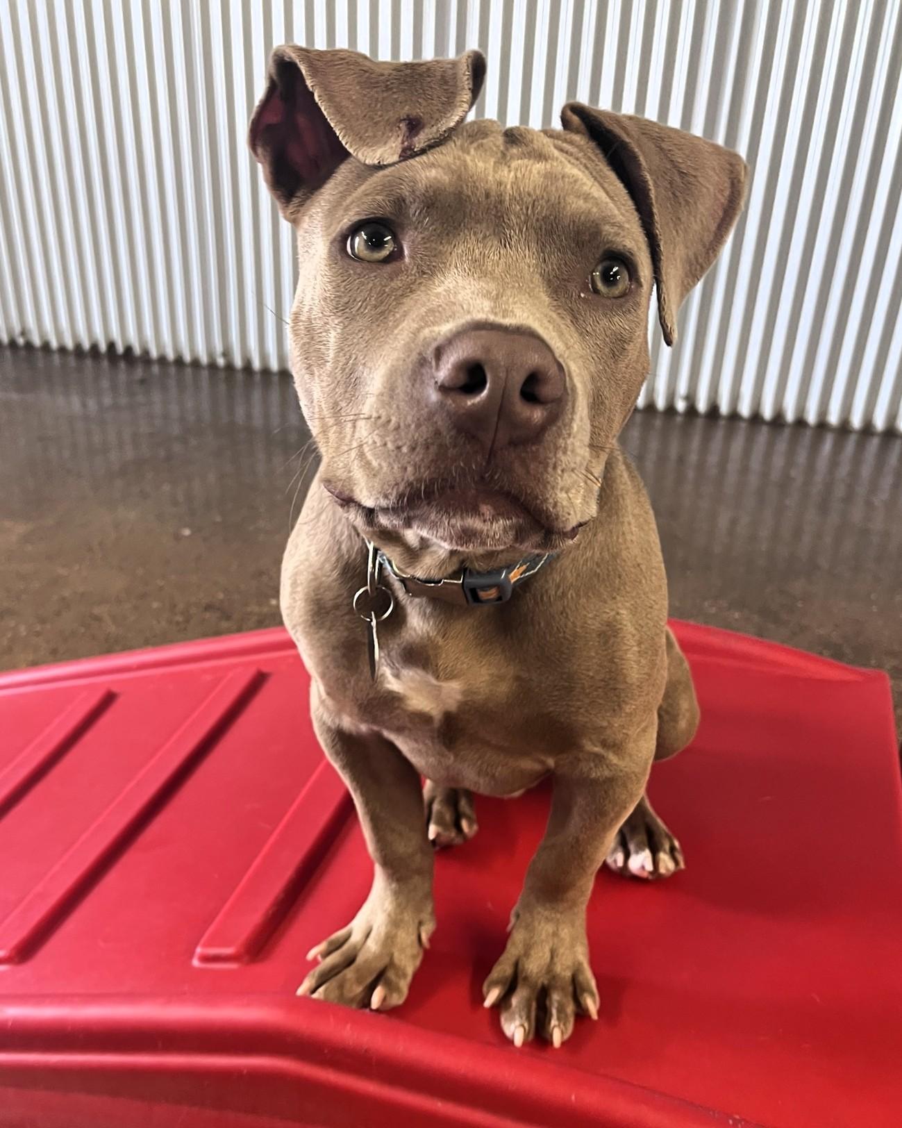 Enlarge Axel, a ADOPTABLE Pit Bull Terrier in Houston, TX image 4/4