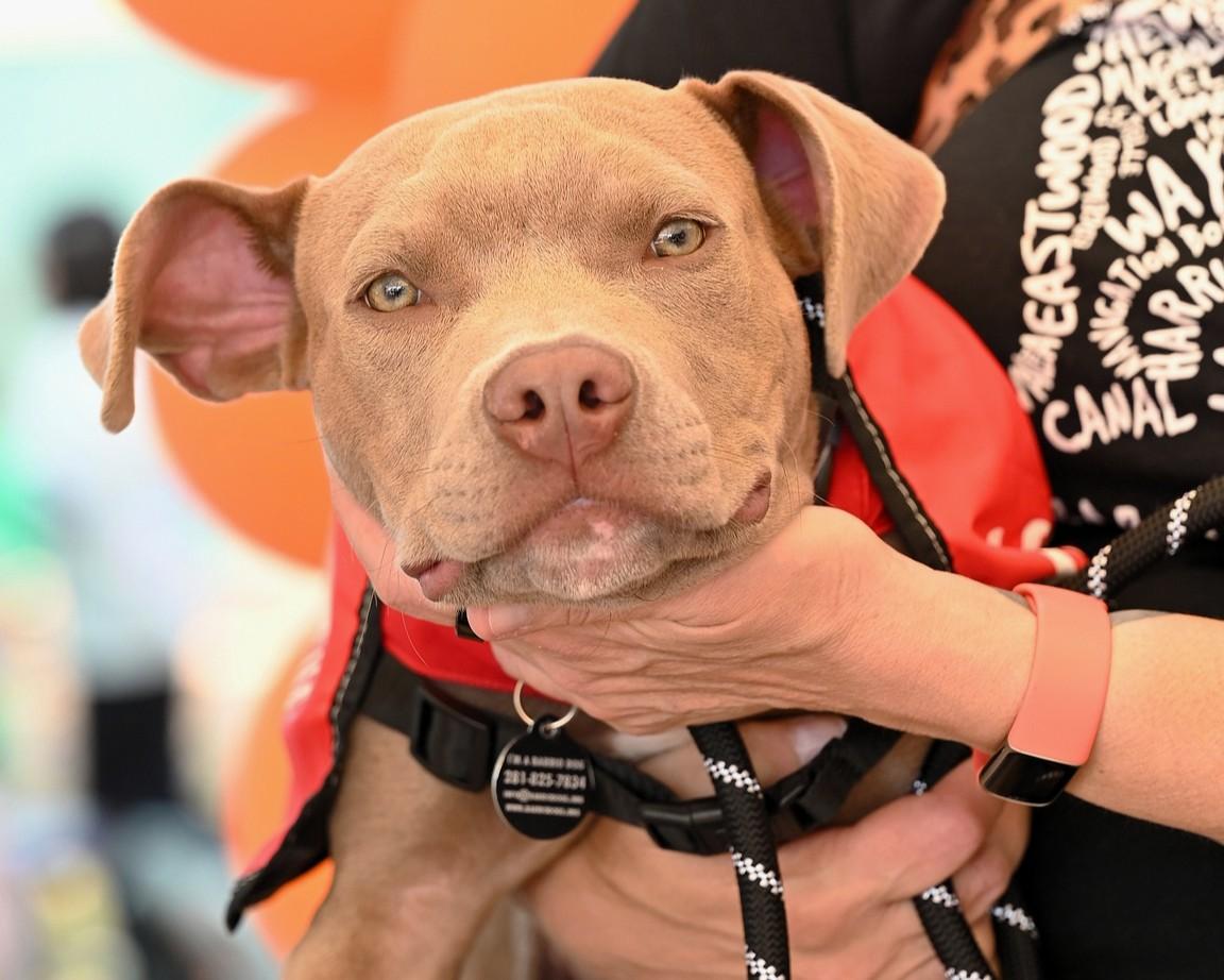 Enlarge Axel, a ADOPTABLE Pit Bull Terrier in Houston, TX image 2/4
