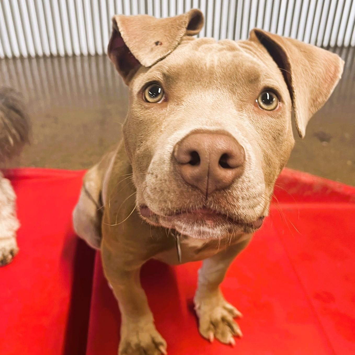 Axel, ADOPTABLE, Young Male Pit Bull Terrier.