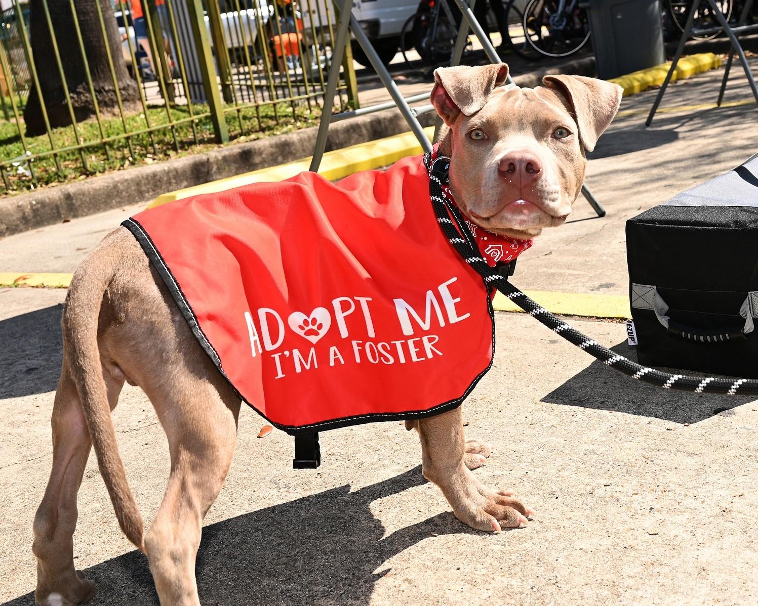 Enlarge Axel, a ADOPTABLE Pit Bull Terrier in Houston, TX image 3/4