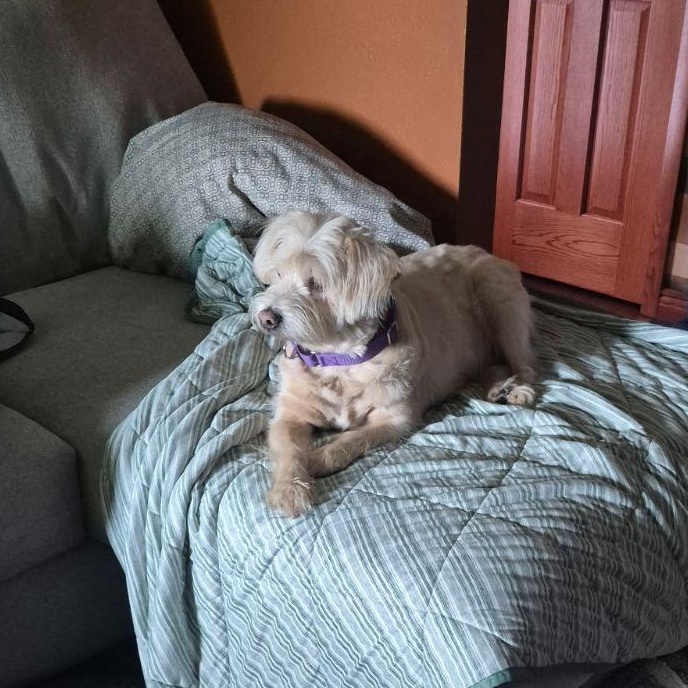 Enlarge Jasper, a Adoptable Mixed Breed in Wahpeton, ND image 3/4
