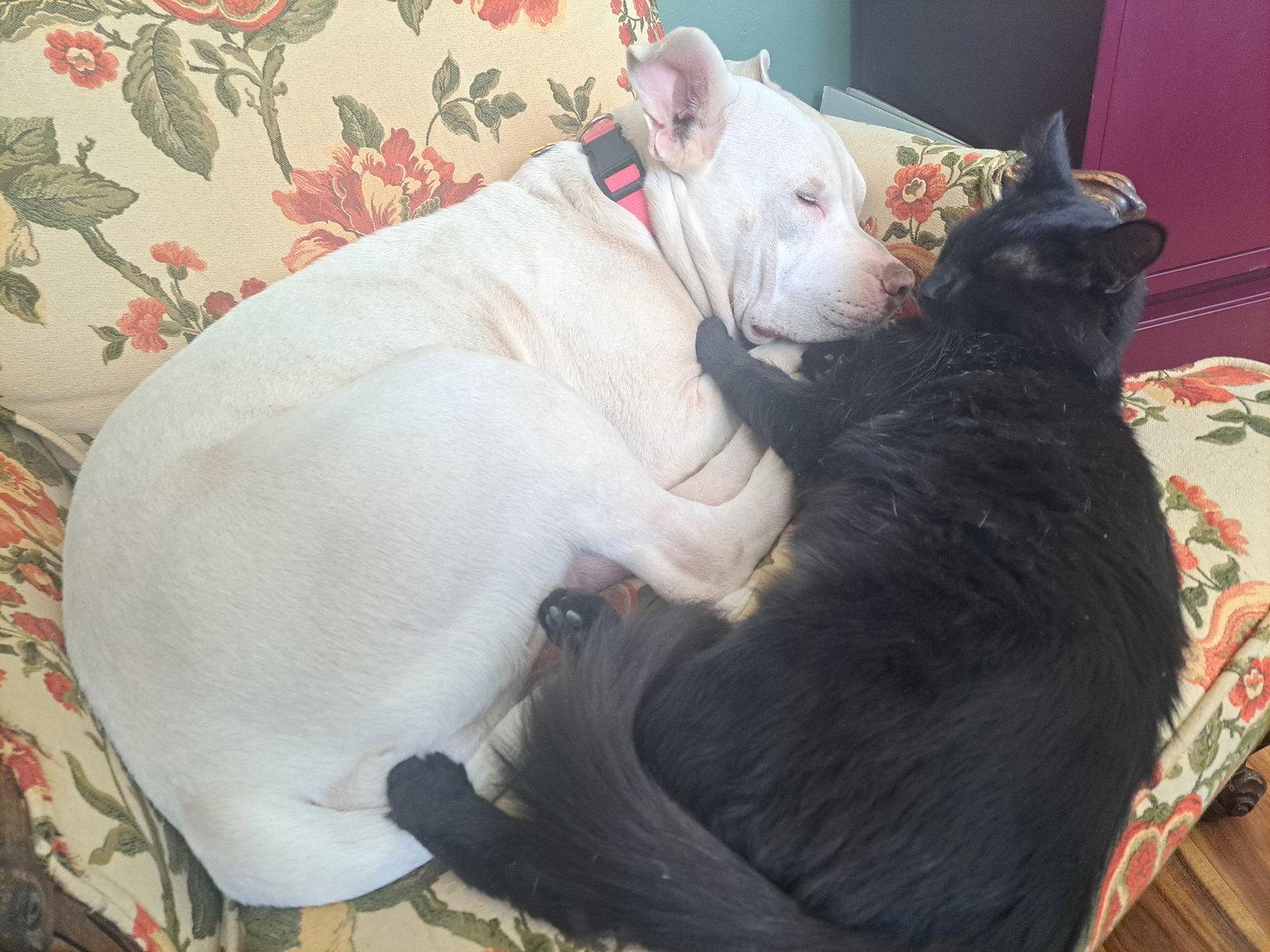 Enlarge Stella- OS, a Adoptable Pit Bull Terrier in Saint Paul, MN image 1/3