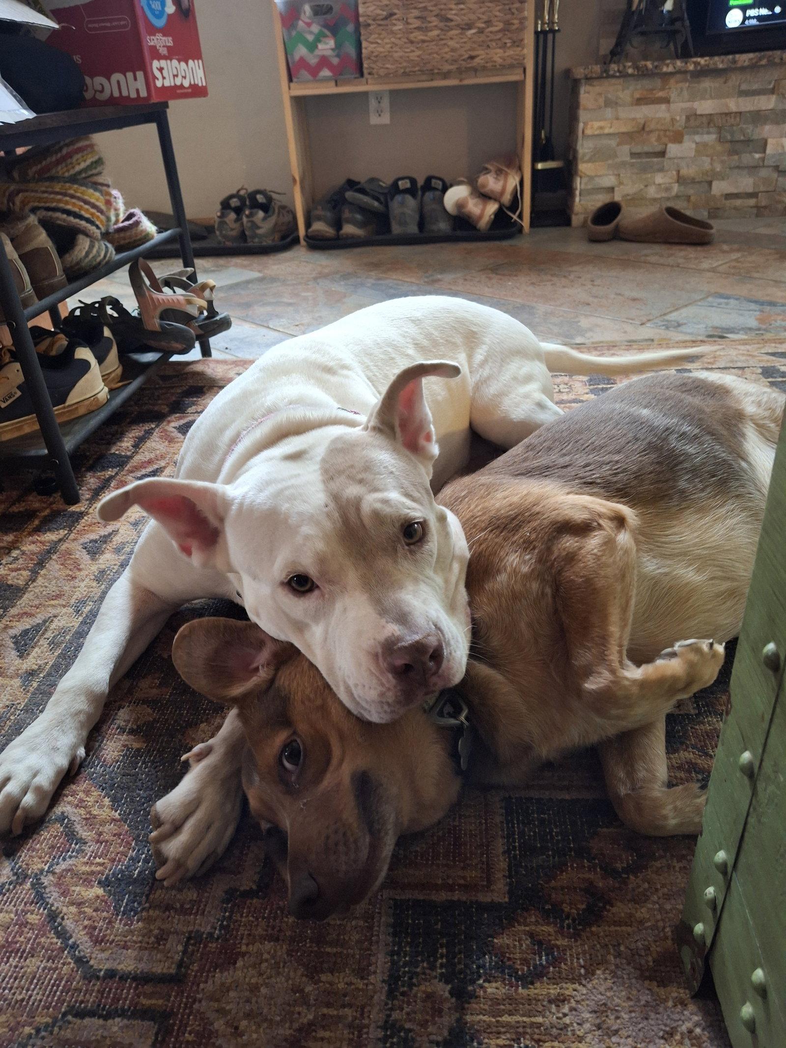 Enlarge Stella- OS, a Adoptable Pit Bull Terrier in Saint Paul, MN image 2/3