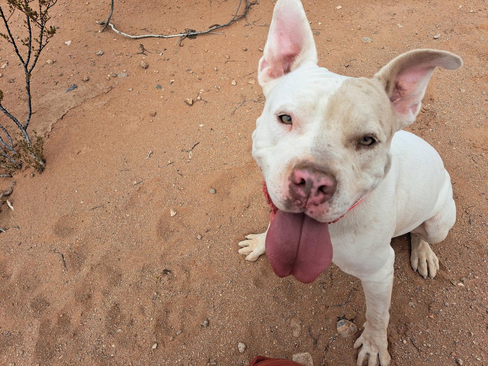 Enlarge Stella- OS, a Adoptable Pit Bull Terrier in Saint Paul, MN image 3/3