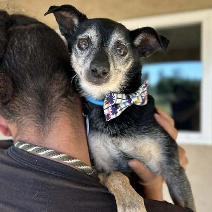 Old Man Bruce, Adoptable, Senior Male Miniature Pinscher.