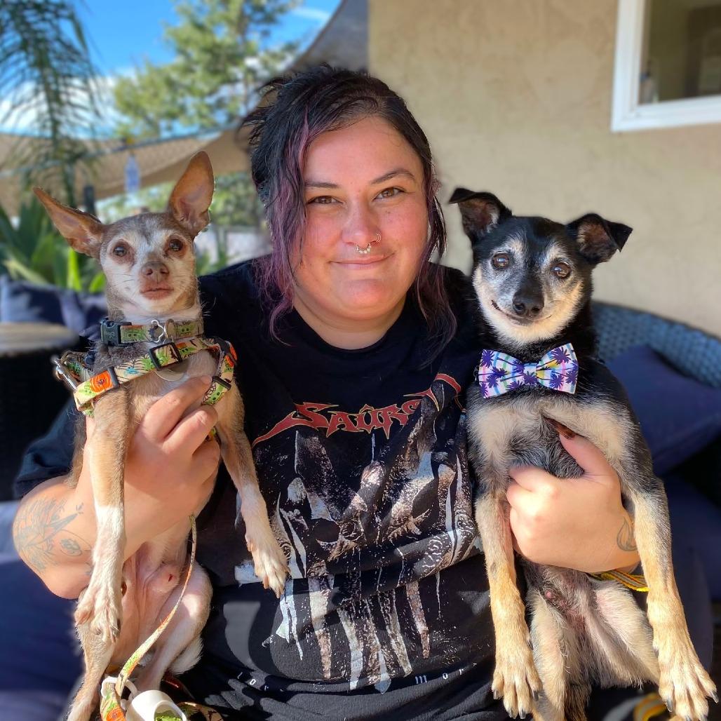 Enlarge Old Man Bruce, a Adoptable Miniature Pinscher in Sonoma, CA image 2/2