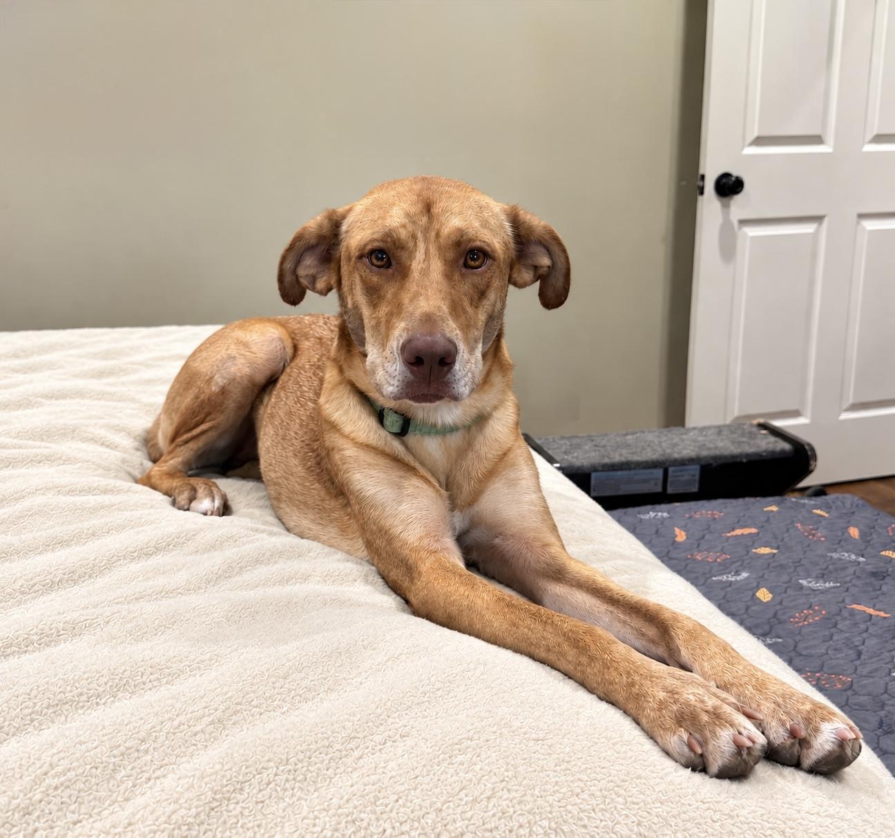 Enlarge Harley, a Adoptable mixed breed in Douglas, GA image 2/3