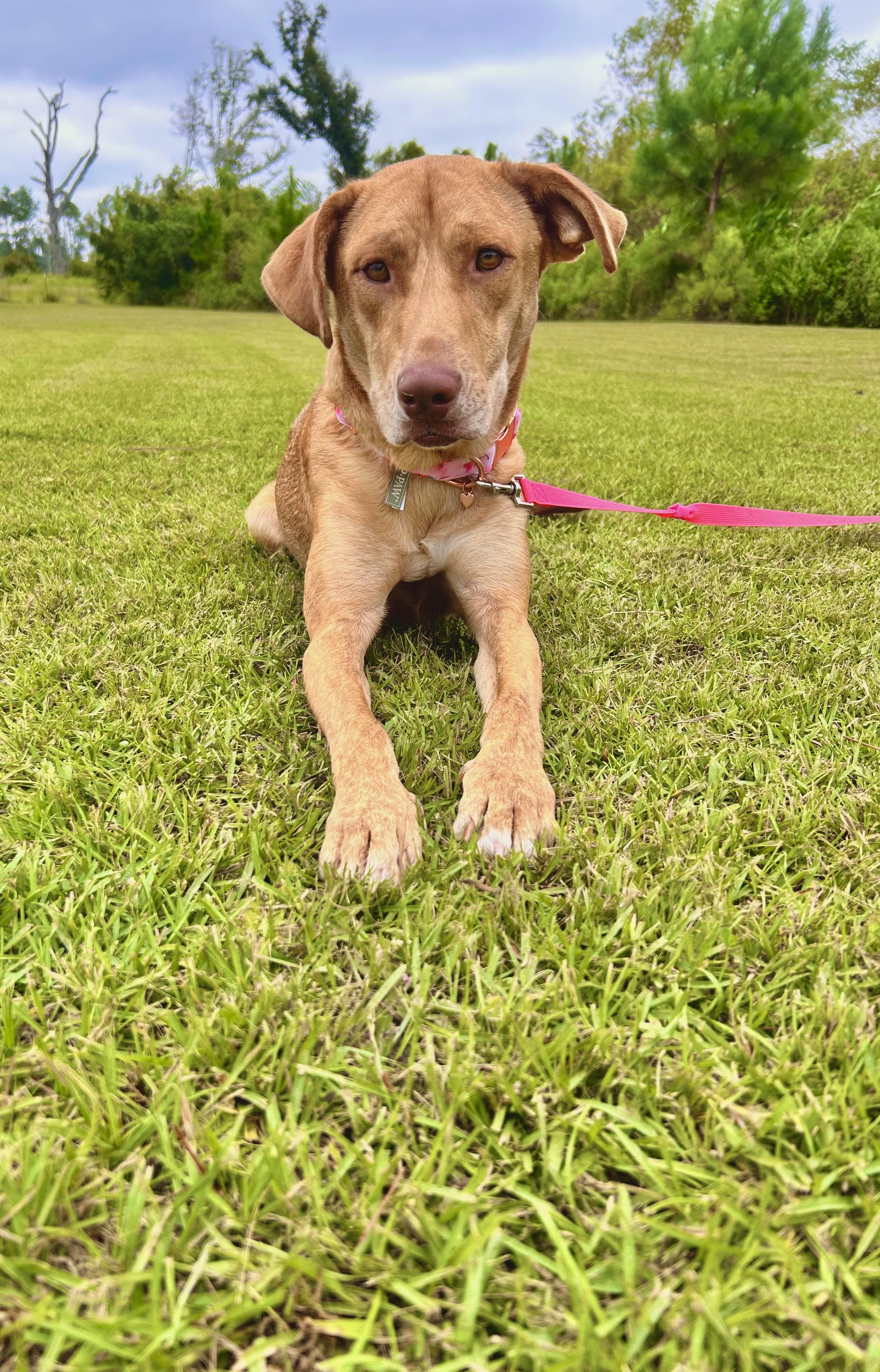 Enlarge Harley, a Adoptable mixed breed in Douglas, GA image 3/3